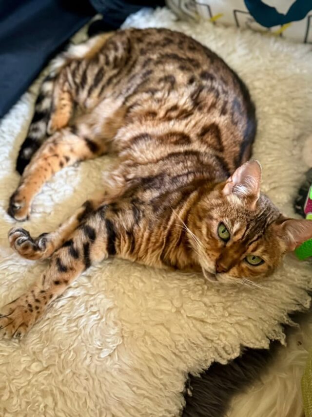 Zasloužený odpočinek po 4 dnech intenzivní práce 🤗 vděčnost za tak úžasnou partu, nádherné prostředí, dokonalou péči a možnost společně se posouvat dál a objevovat skrytá zákoutí naší mysli a našeho vědomí i podvědomí 🤍

👉 staň se lektorem nebo si přijď metodiku nejdříve vyzkoušet na vlastní kůží 😉👇
https://veo-vision.eu/kurzy/restart/